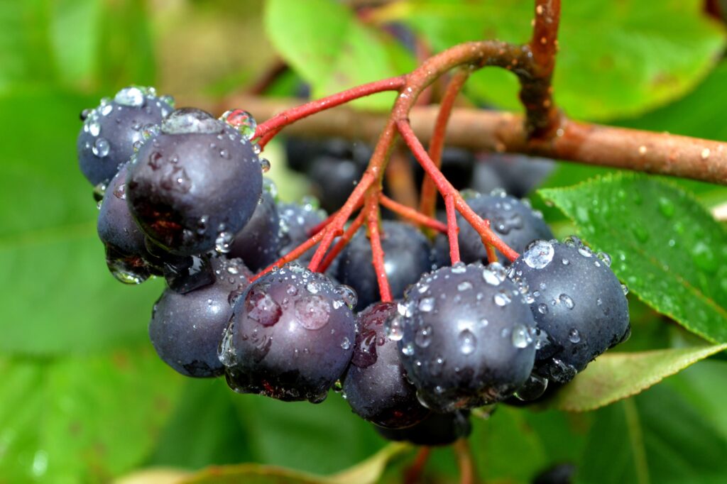 Shields Aronia Berry Farm